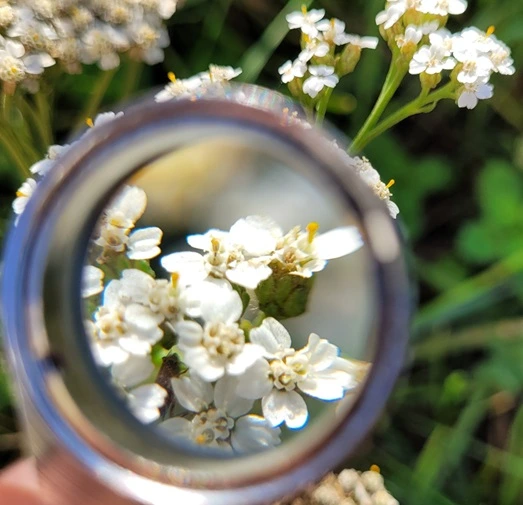 Loupe de botaniste, balade plantes sauvages comestibles et médicinales